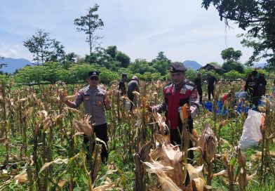 Polsek Jaya Pantau Progres Panen Jagung, Dukung Ketahanan Pangan di Desa Lamme