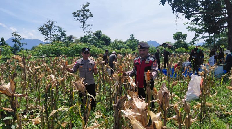 Polsek Jaya Pantau Progres Panen Jagung, Dukung Ketahanan Pangan di Desa Lamme